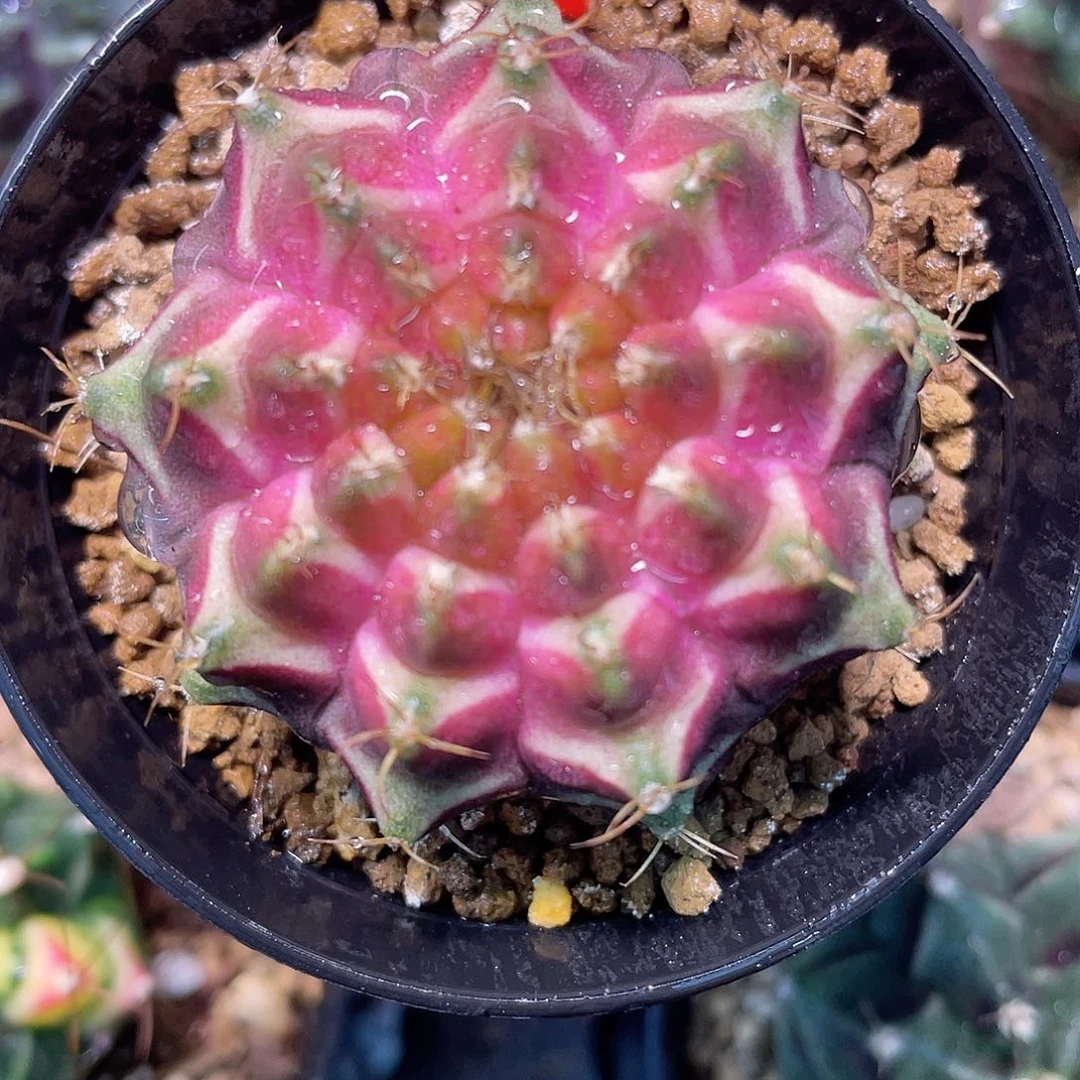 1-45轮回实生4.5厘米