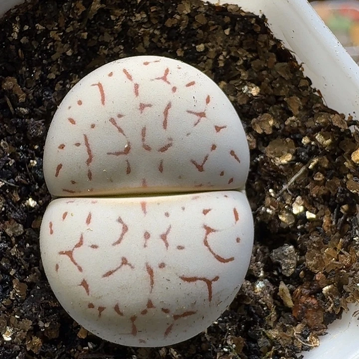生石花1111111。   219