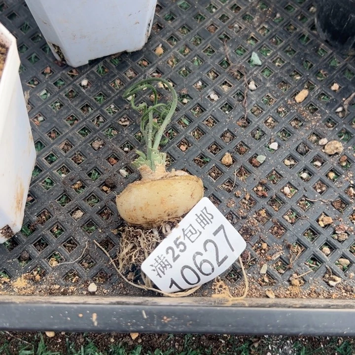 毛叶627，一物一拍