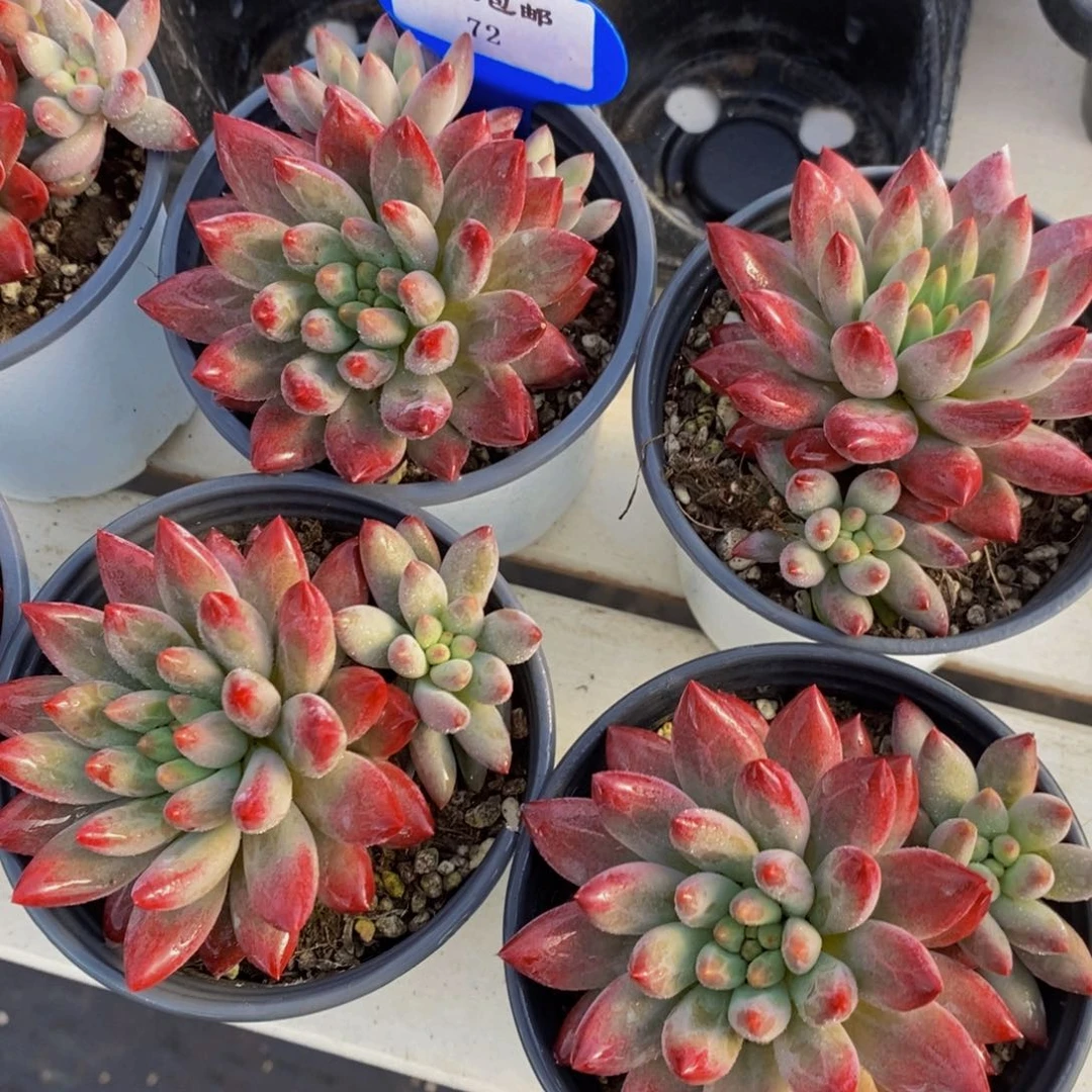 72-精品如烟双头一个