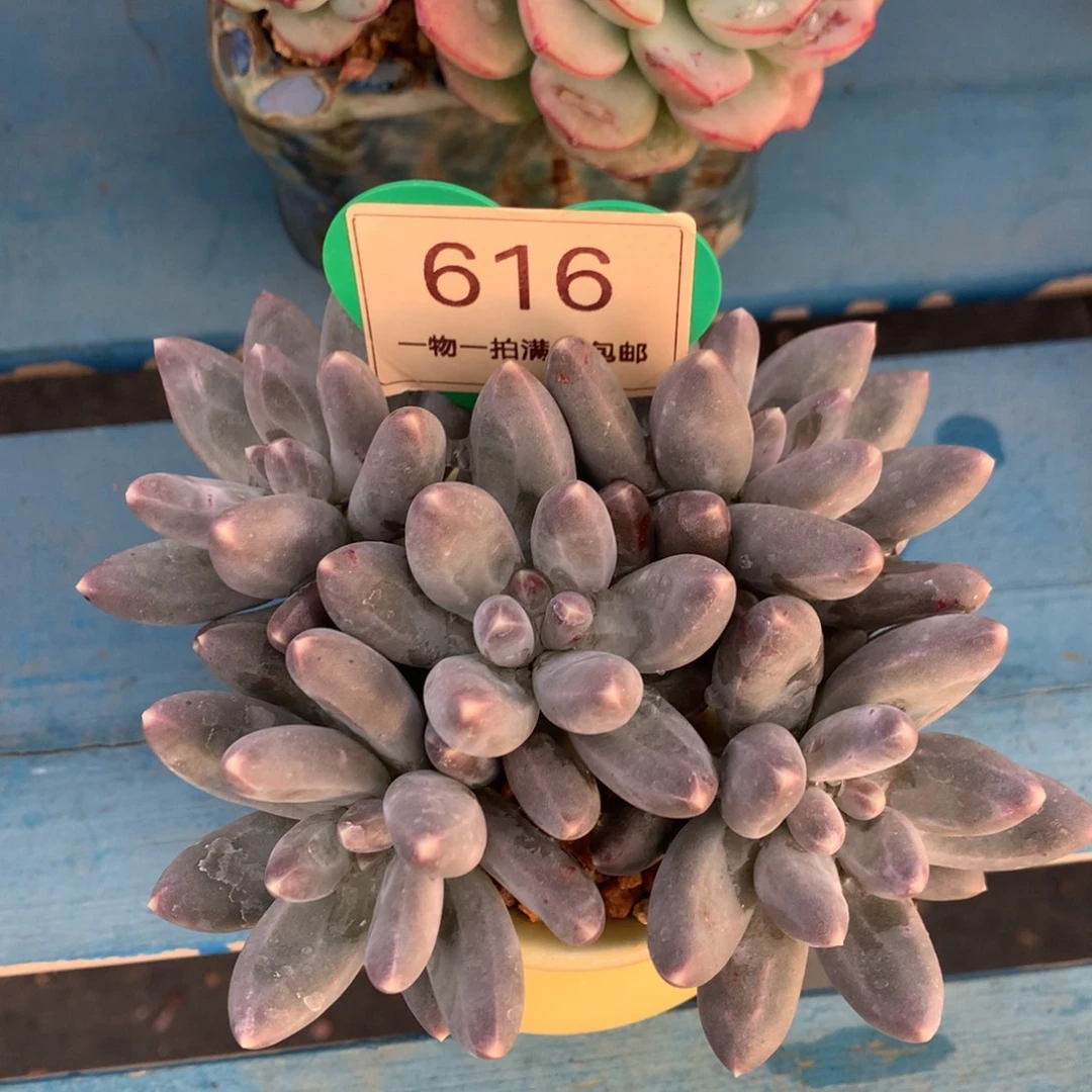 乌拉奶无砍平头616