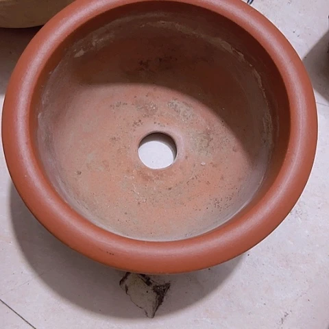 香榧木l****oChfhvgghvvv