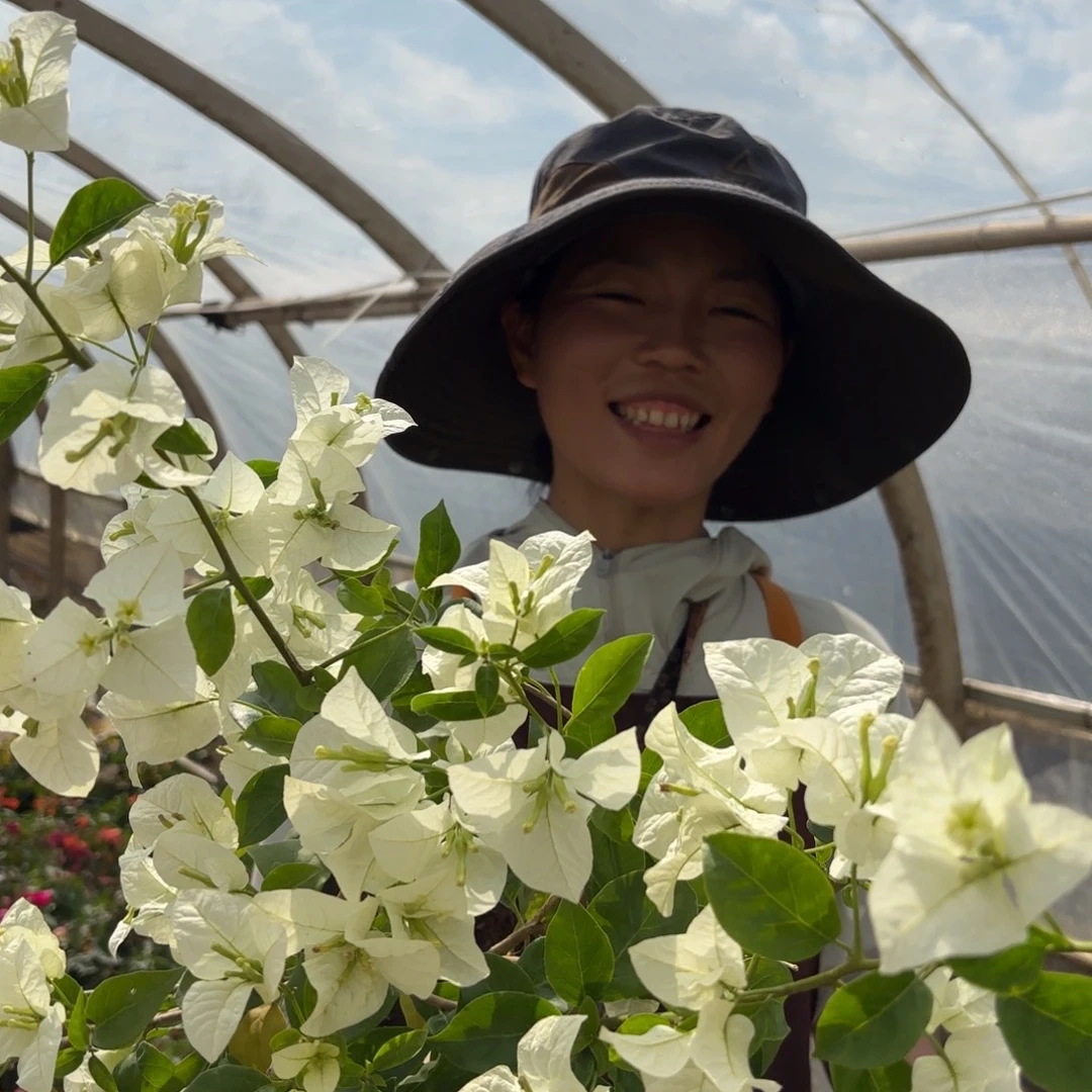 完全开放（白塞弗里）三角梅会落花落叶苗有大有小
