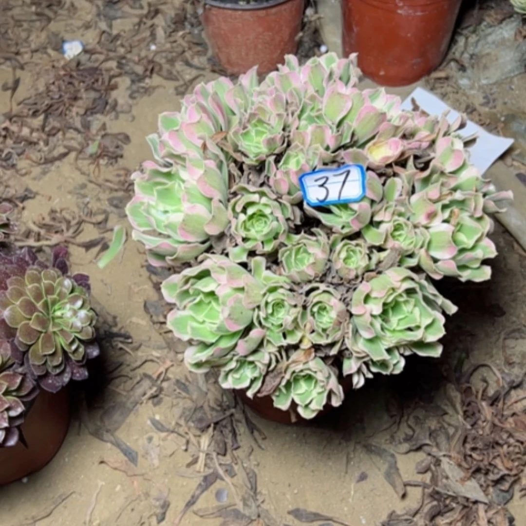 【闪购商品】?**煜断枝不包37