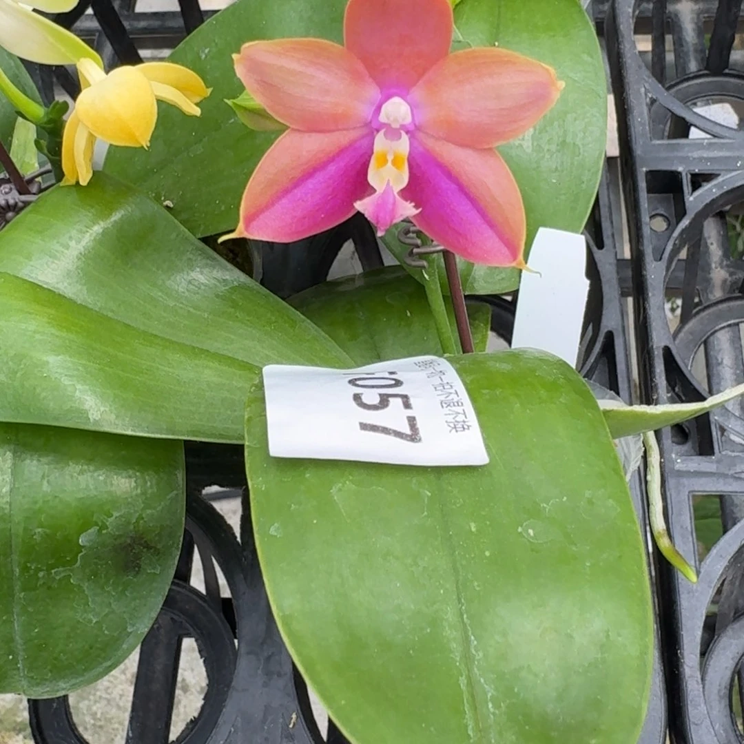 当前无花栽培后可以开花f057 瑕疵2.5n6505