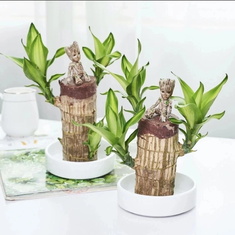 水养巴西木四季格鲁特水培幸运木室内外阳台好养懒人花卉绿植盆栽