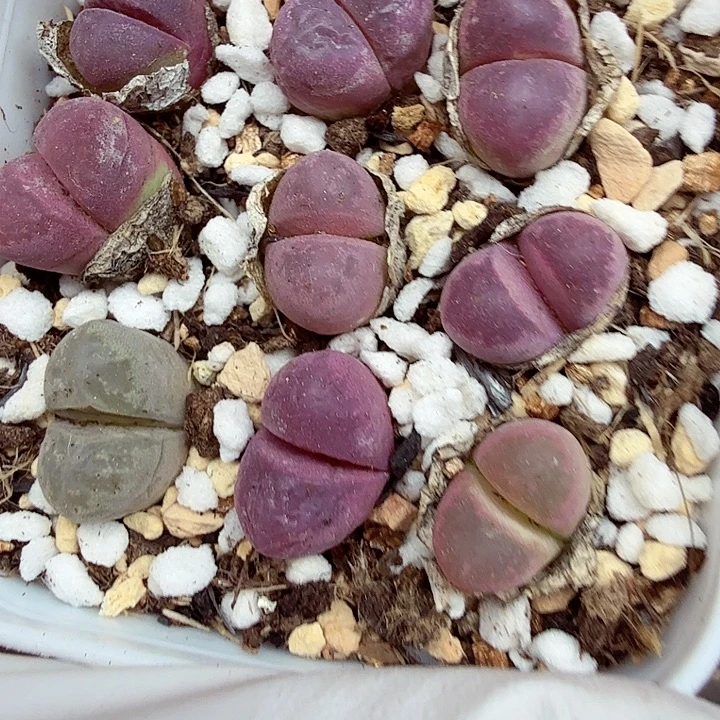 我就去看看她家门口在那里251