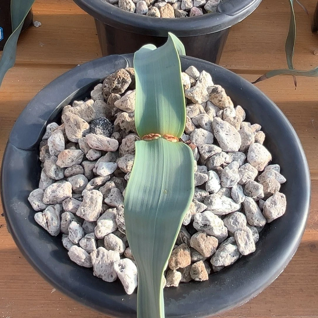 潮流植物百岁兰，金线