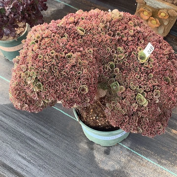 049玫瑰朵朵一颗缀化