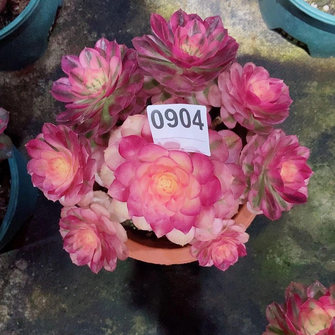 红陶丽*0904倾城4冠服18多肉