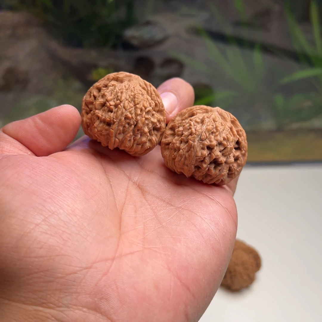 把件文玩核桃唐狮39 39 34甲