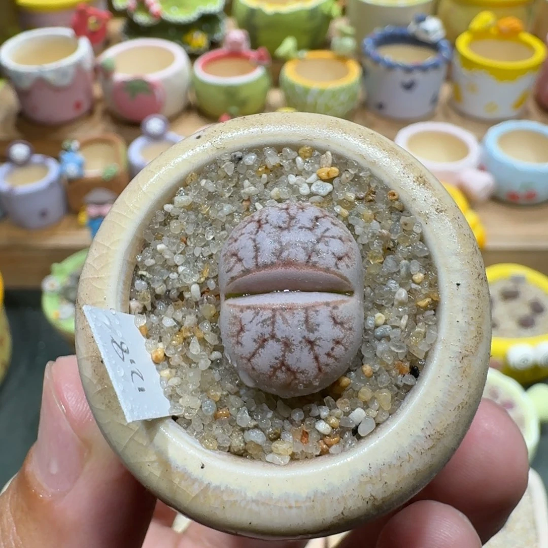 蘑菇1198c309a拿铁多肉植物