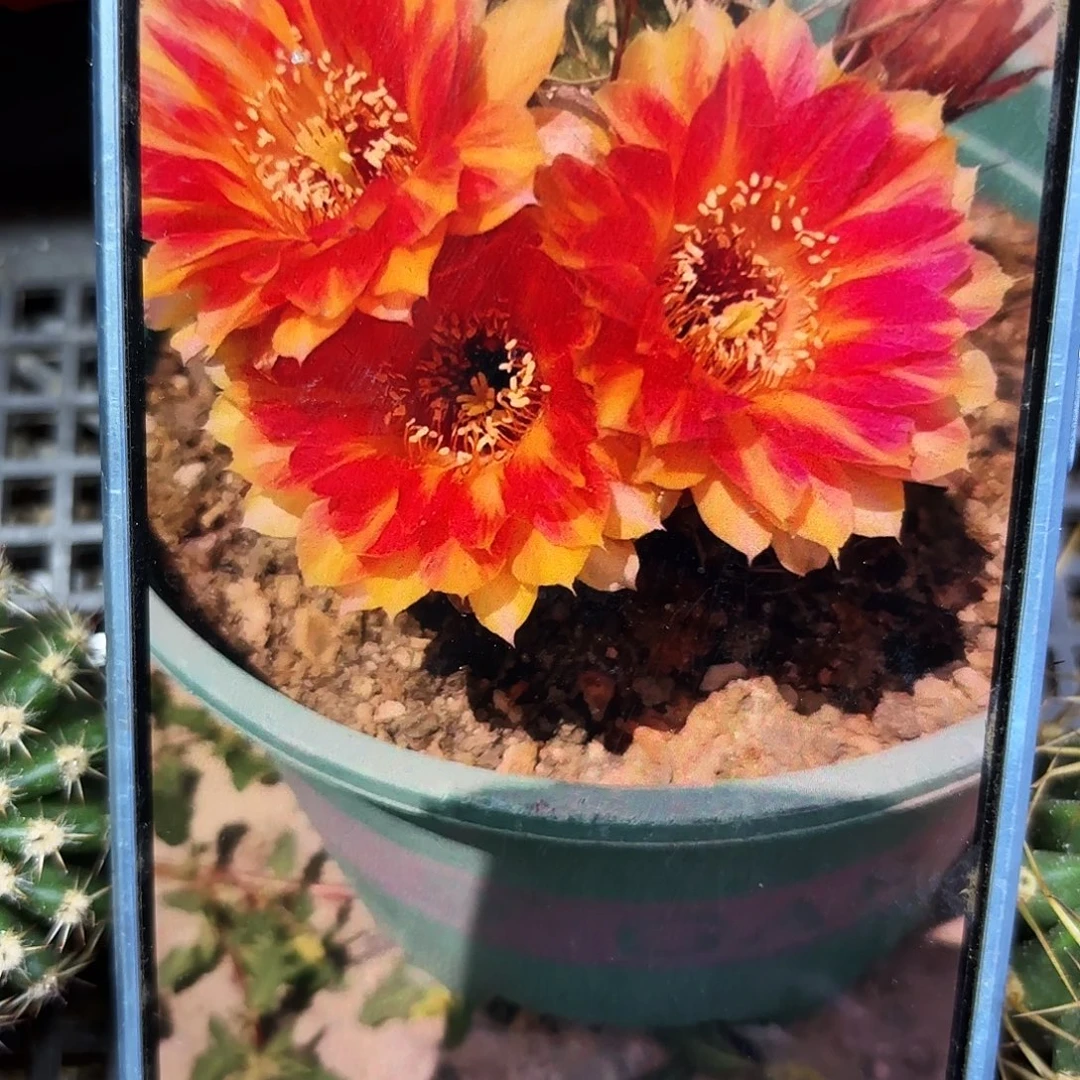 天上狂野三公分无根侧牙27