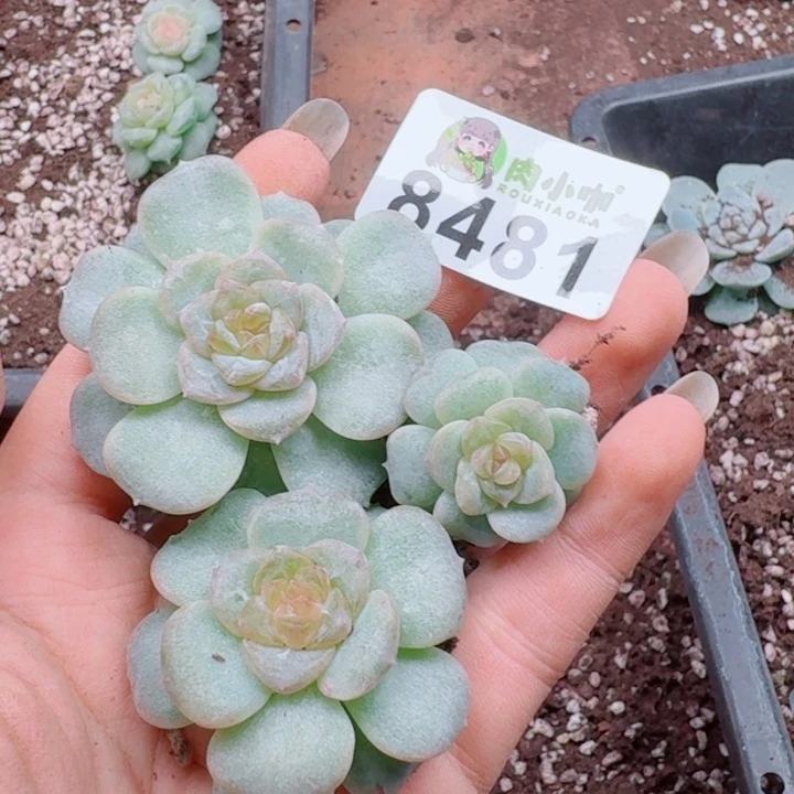 多肉植物多肉植物