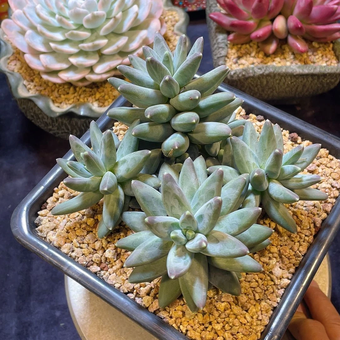 多肉植物脱土包邮