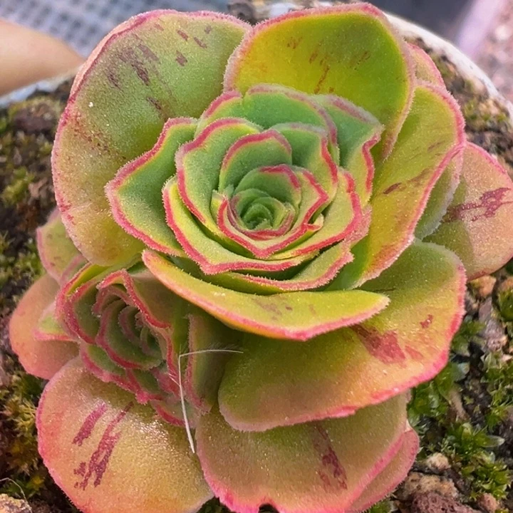 不负 花球群 福利 t222