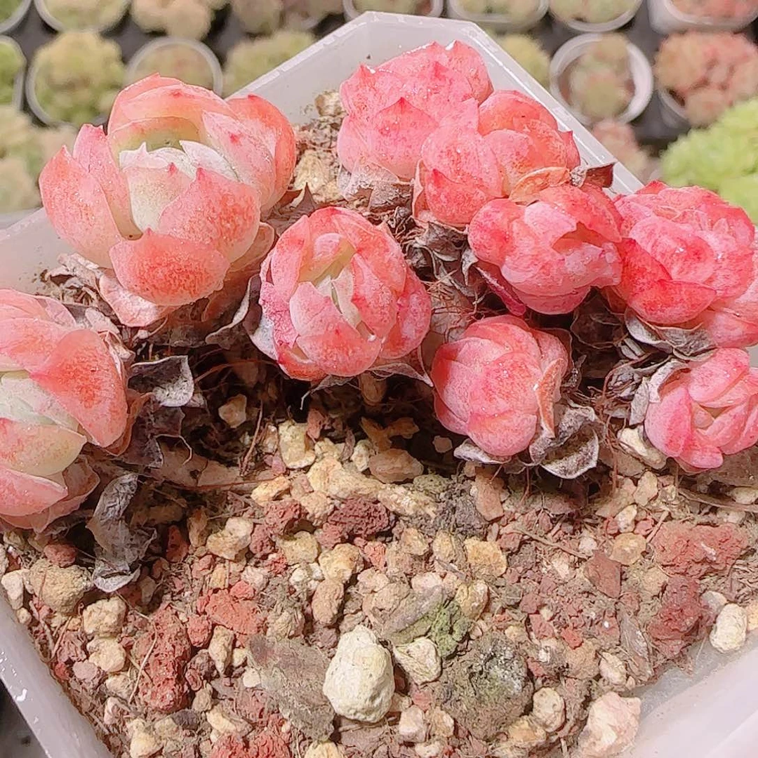 花语逸镜1122-99胭脂贝瑞开播福利