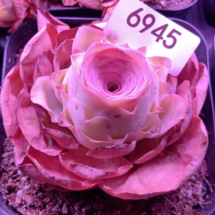 刚***你6945山地玫瑰单头