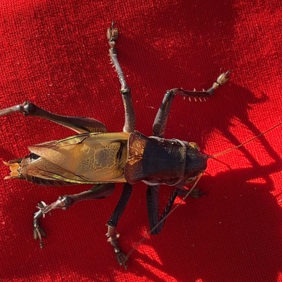 水***⁵蝈蝈蝈蝈福福价格