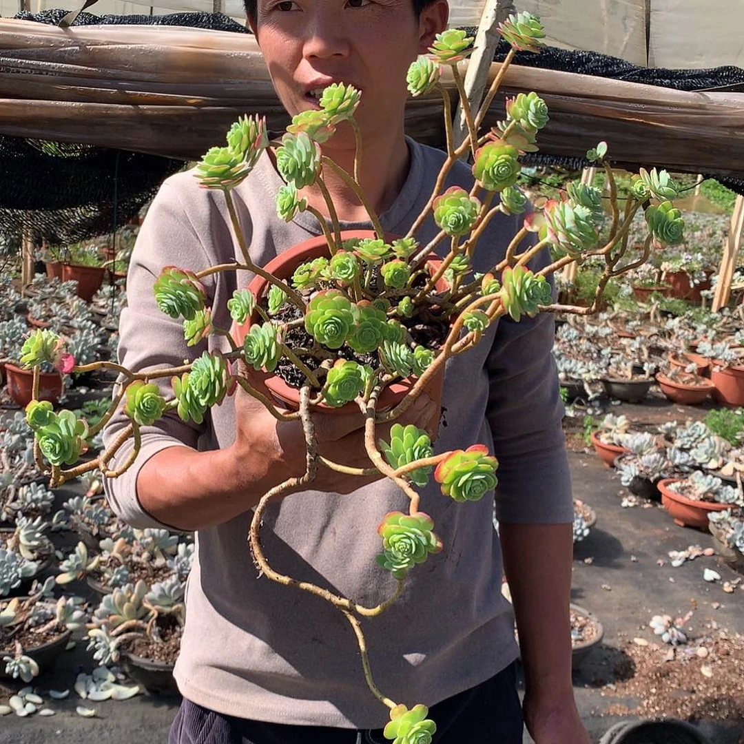 双十一福利：大圆叶薄化妆15米