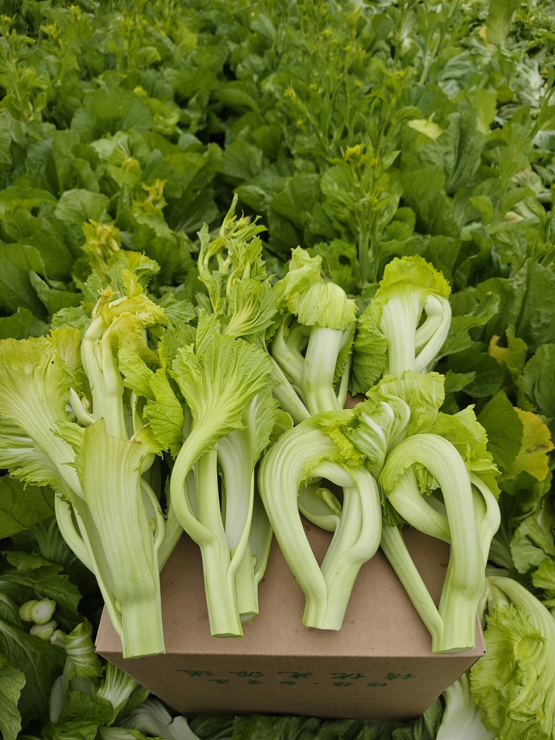 菜苔广西新鲜蔬菜正宗芥菜菜苔冲鼻芥菜农家蔬菜辣菜现摘酸菜现发