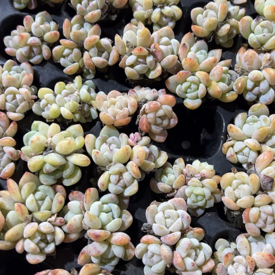 冰玉优选三头小群到手4颗 量拍多肉满18包邮