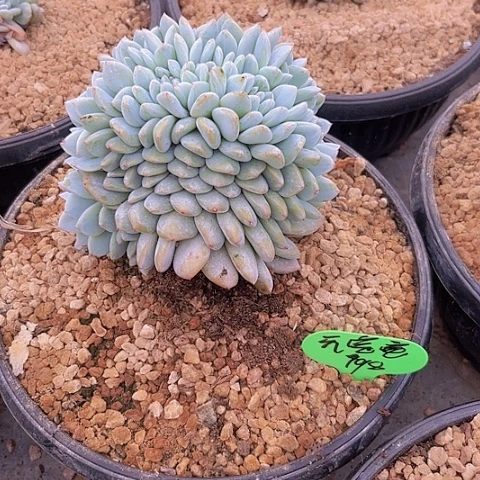 一物一拍星影缀化