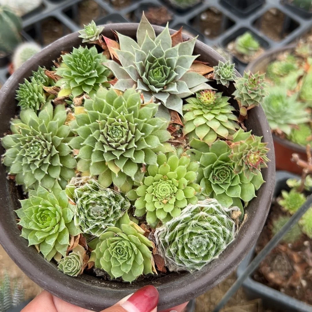 多肉植物长生草组盆