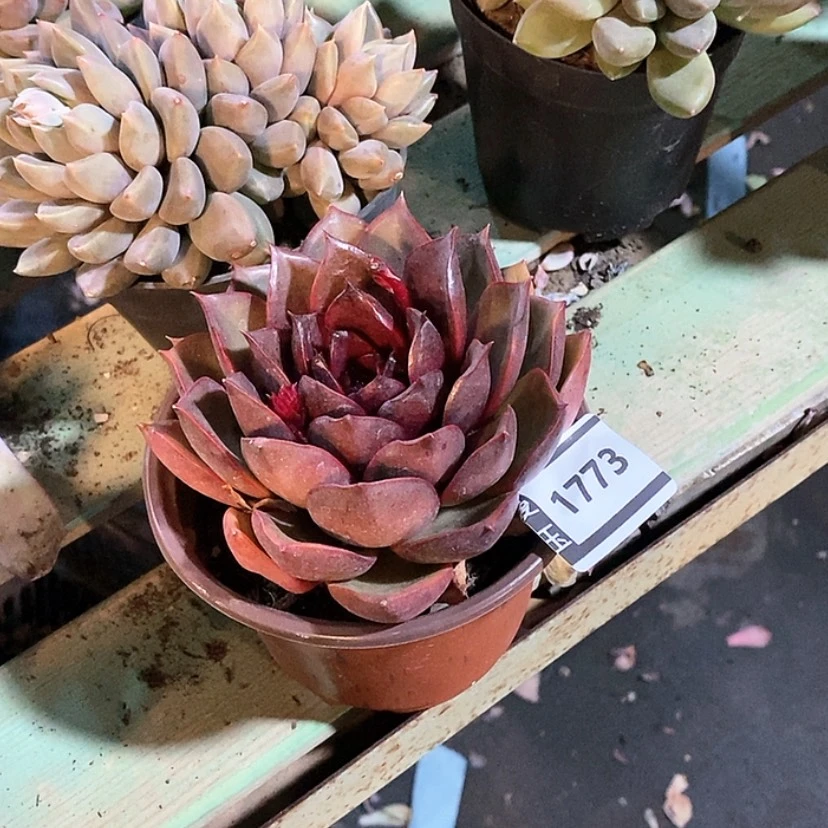 【闪购商品】卢**丫原始红灯1773