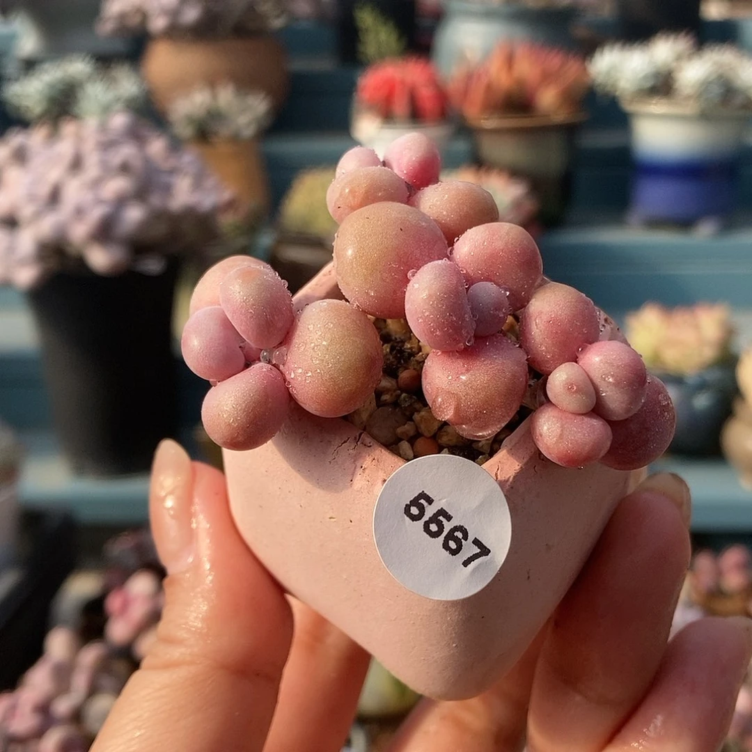 5567糖果腰子蛋蛋带盆土