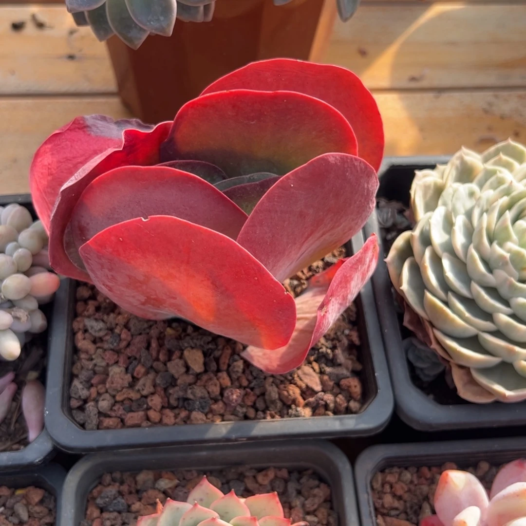 多肉唐印【非偏远地区满18包邮】