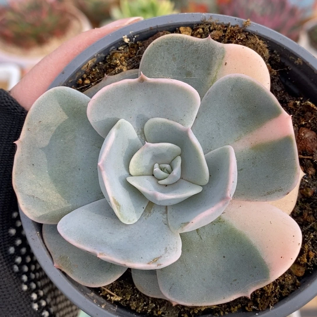 759拉丝锦双子座锦锦锦