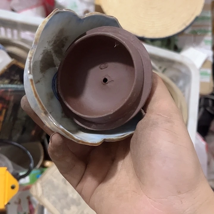 核桃木/黑胡桃（胡桃木）相**生