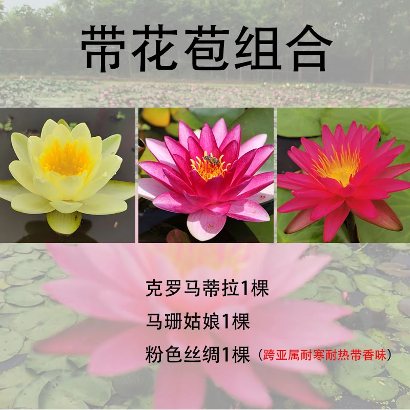 【三颗中型玛珊丝绸克罗马组合】耐寒睡莲带花苞池塘花盆水缸