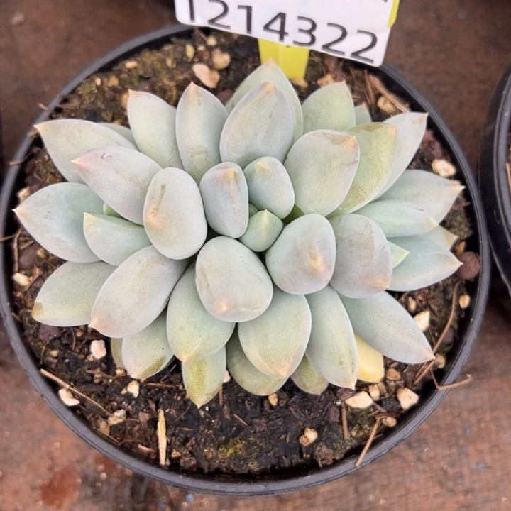 1214322 胖体哥特萝莉朵朵3头