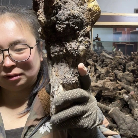 香榧木用****0火琉璃的毛料摆件