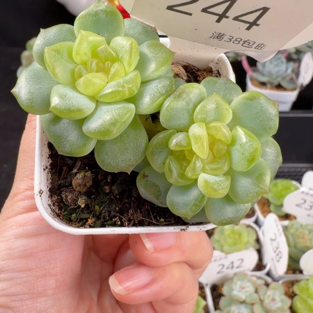 无尽灯三头群244号