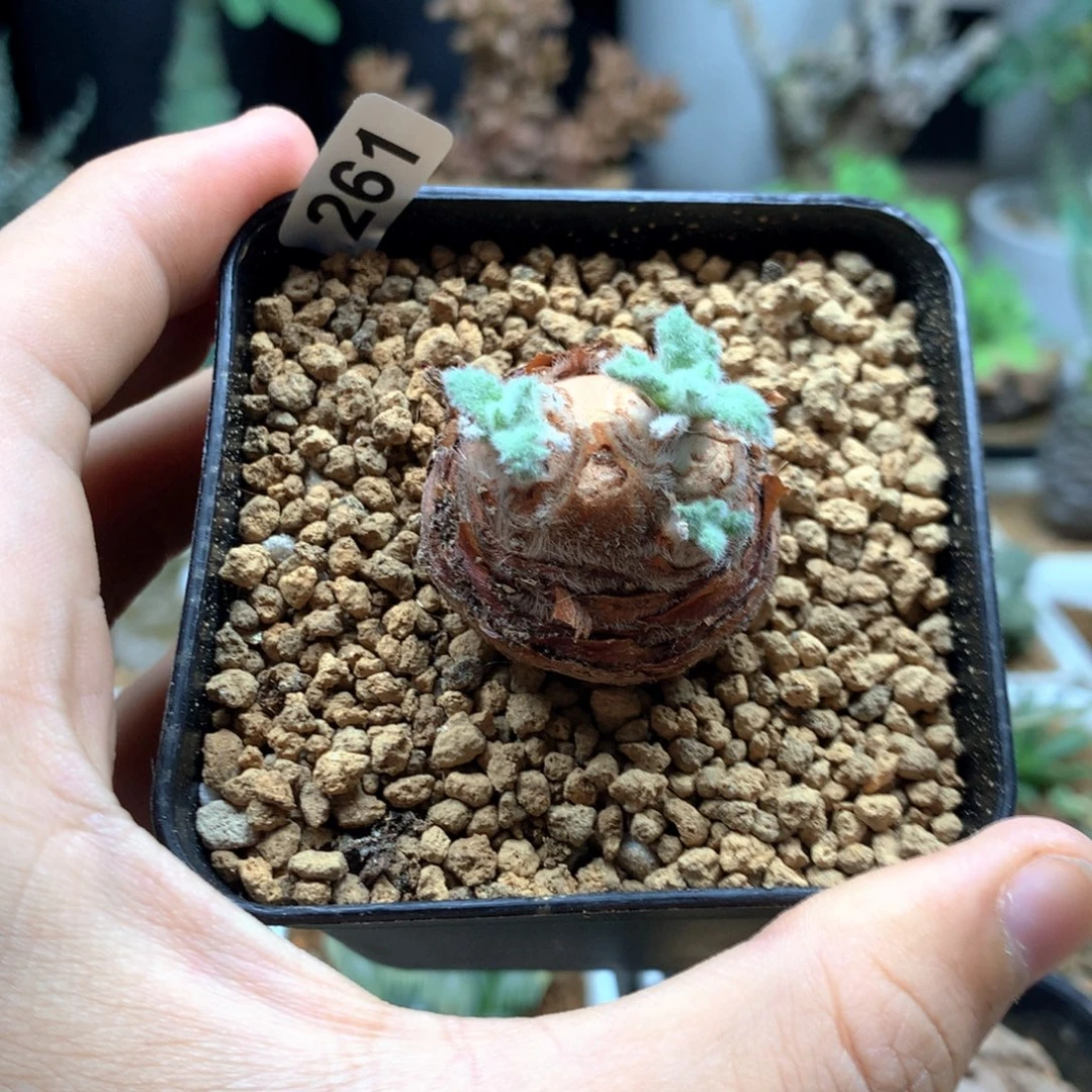 羽叶洋葵多肉脱土