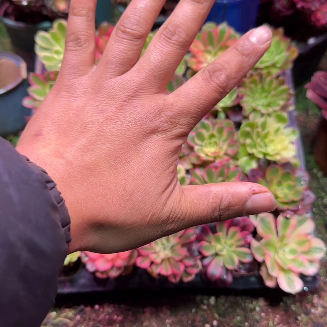 忆江南锦老庄10级粉丝团带盆