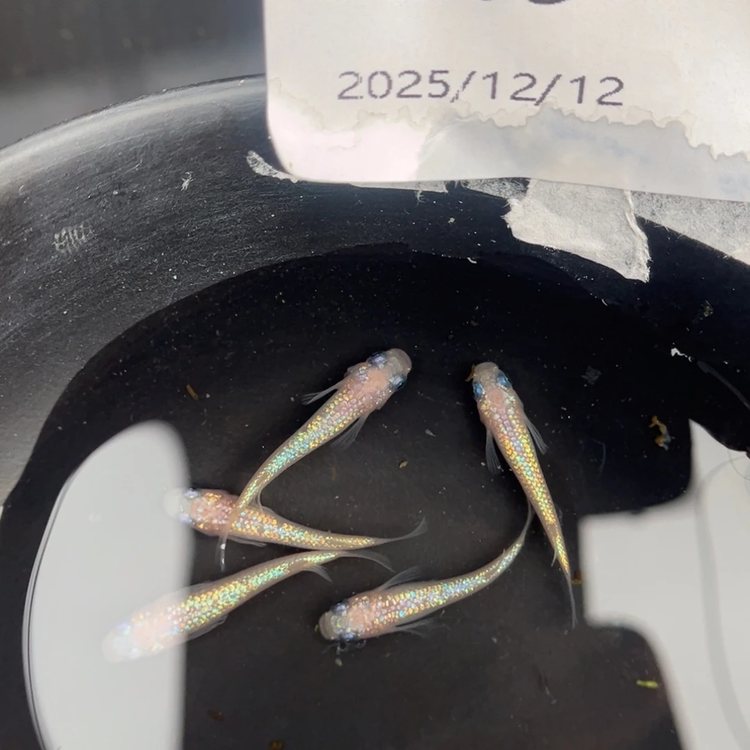 青鳉鱼215王华海王星五尾