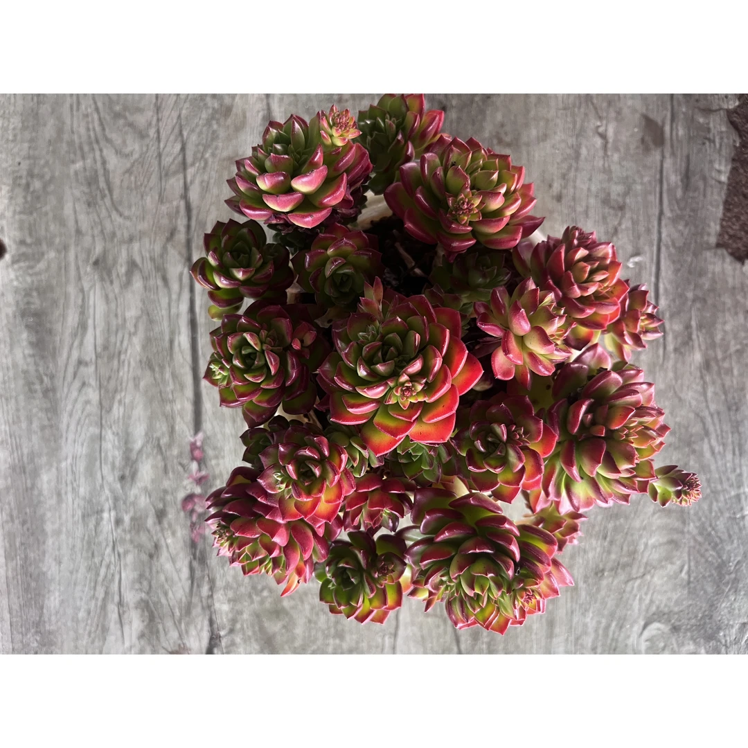 2王小二多肉蒂亚全店多肉任意拍满2单发货 拍满5单送一包吡虫啉