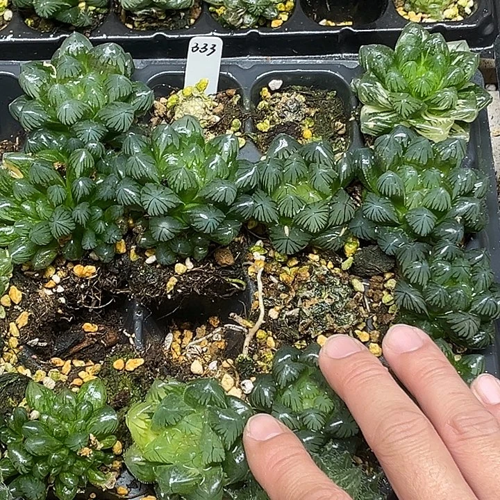 333大窗龙鳞锦+6颗龙爪玉露脱土发货