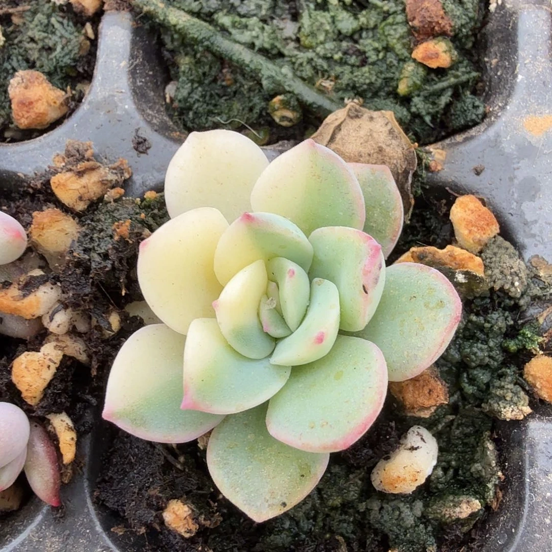 雨燕座锦，多肉植物