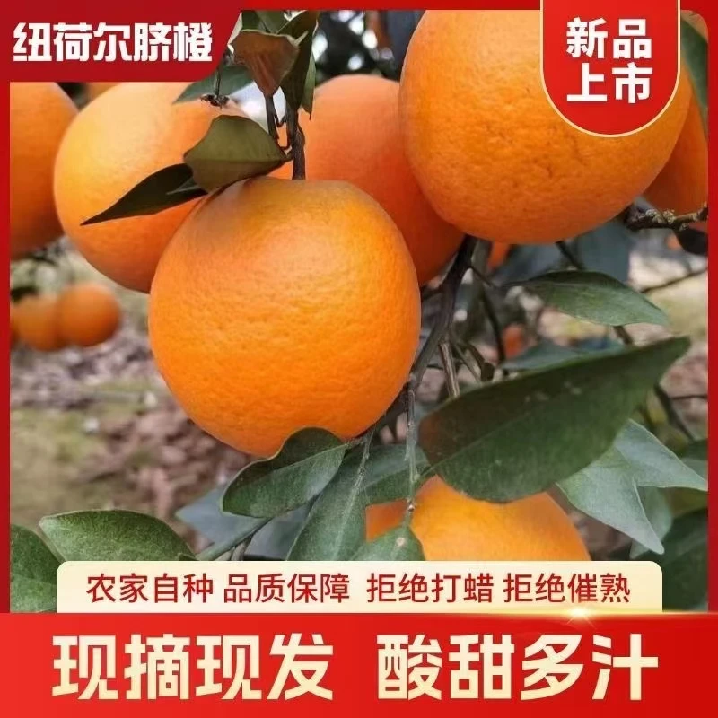广西桂林高山脐橙现摘现发未打腊洗药水