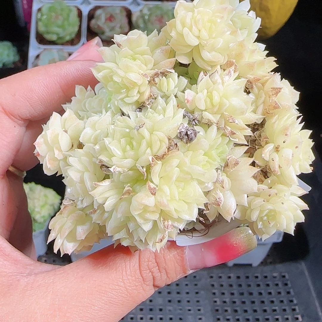 0926-102麦秆优选不包整