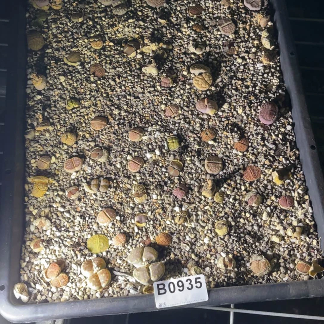 陈***铞0935福利筐1不售后