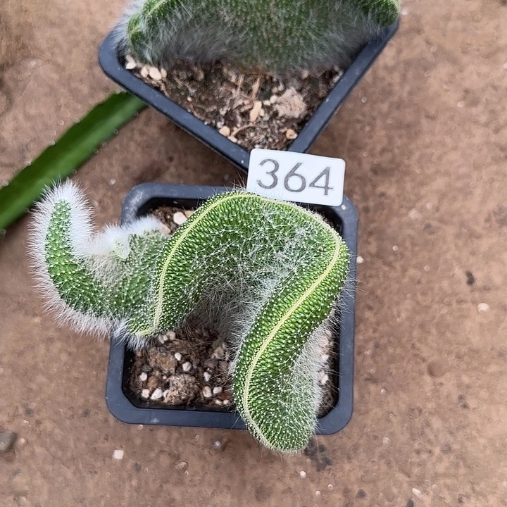 昔***园无花朵落地九尾狐缀364