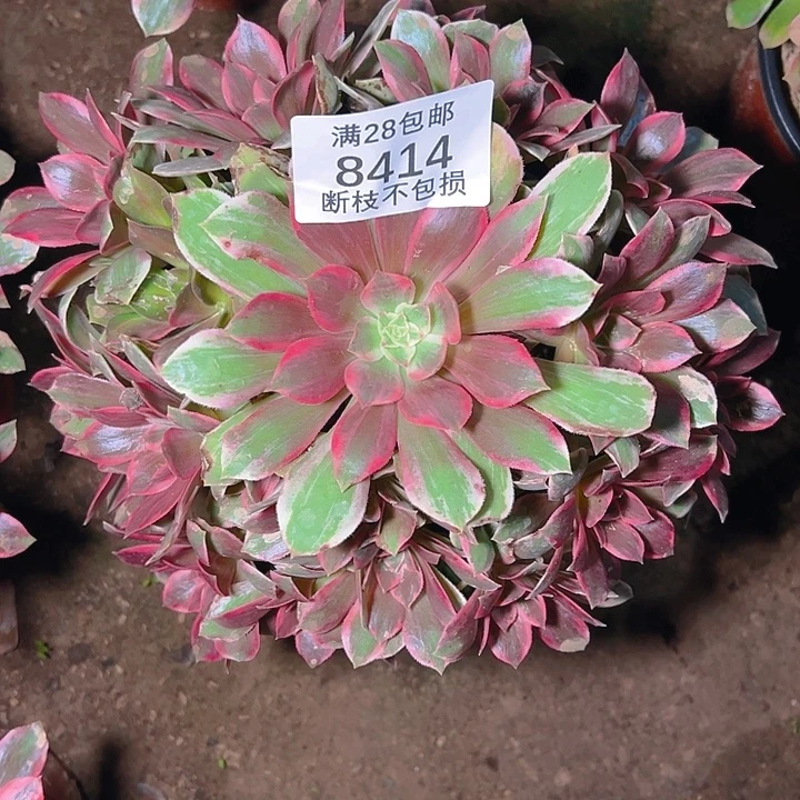8414浣纱多肉植物