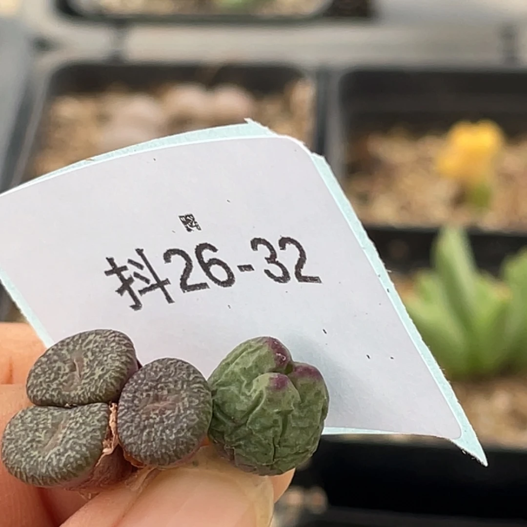 姬***君26-32肉锥多肉植物