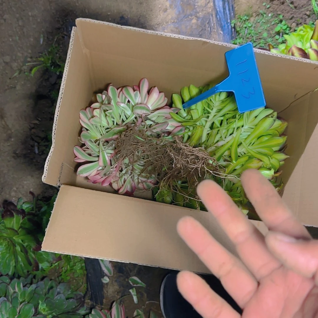 1123两颗多肉哦哦哦